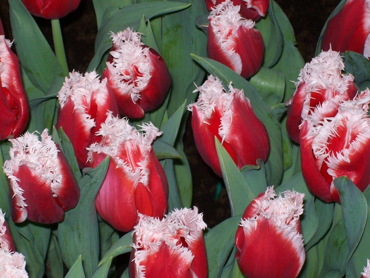 Spring Bulbs To Plant In Fall-tulip-flowers