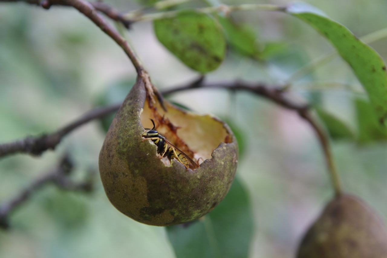 Pear Fruit Sawfly Control-wasp-infected-pear