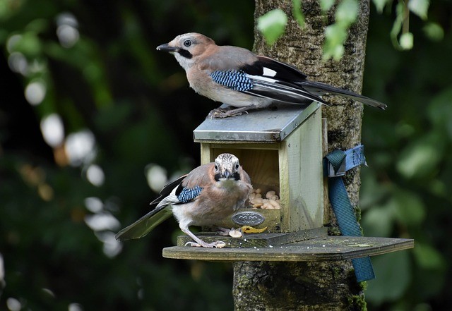 How To Provide For Wildlife In The Fall-blue-jay-birds