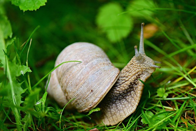 How To Control Winter Garden Insect Pests-a-snail