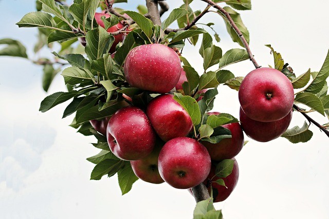 Should I Prune Fruit Trees In The fall-and-apple-tree