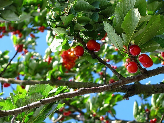 How To Protect Fruit Trees From Fall Insects-a-cherry-tree