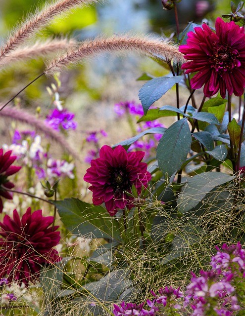 Fall Landscaping Ideas Front Yard-dahlia-flowers
