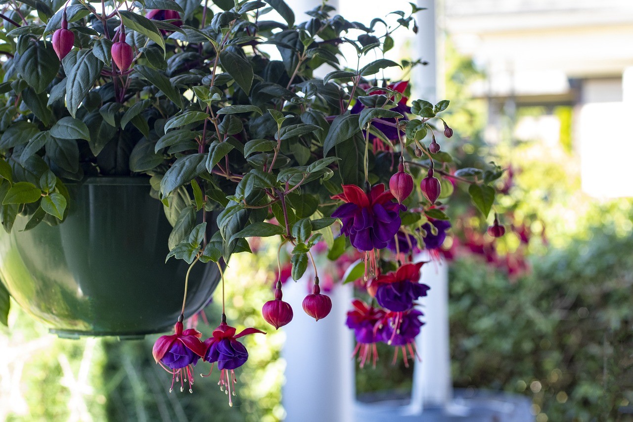 How To Fall Garden With Hanging Baskets-fuchsia-flowering-plant
