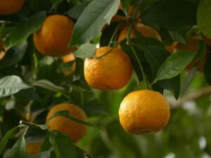 Growing A Hamlin Orange Tree In South Florida Gardens-and-orange-tree
