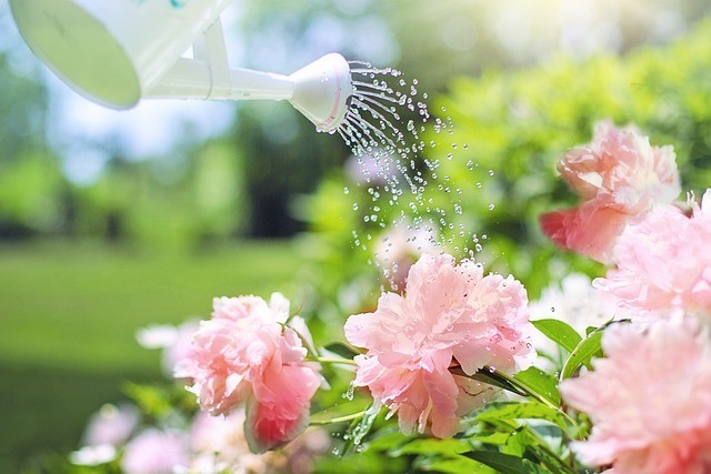 How To Water Your South Florida Garden In The Fall-watering-flowers