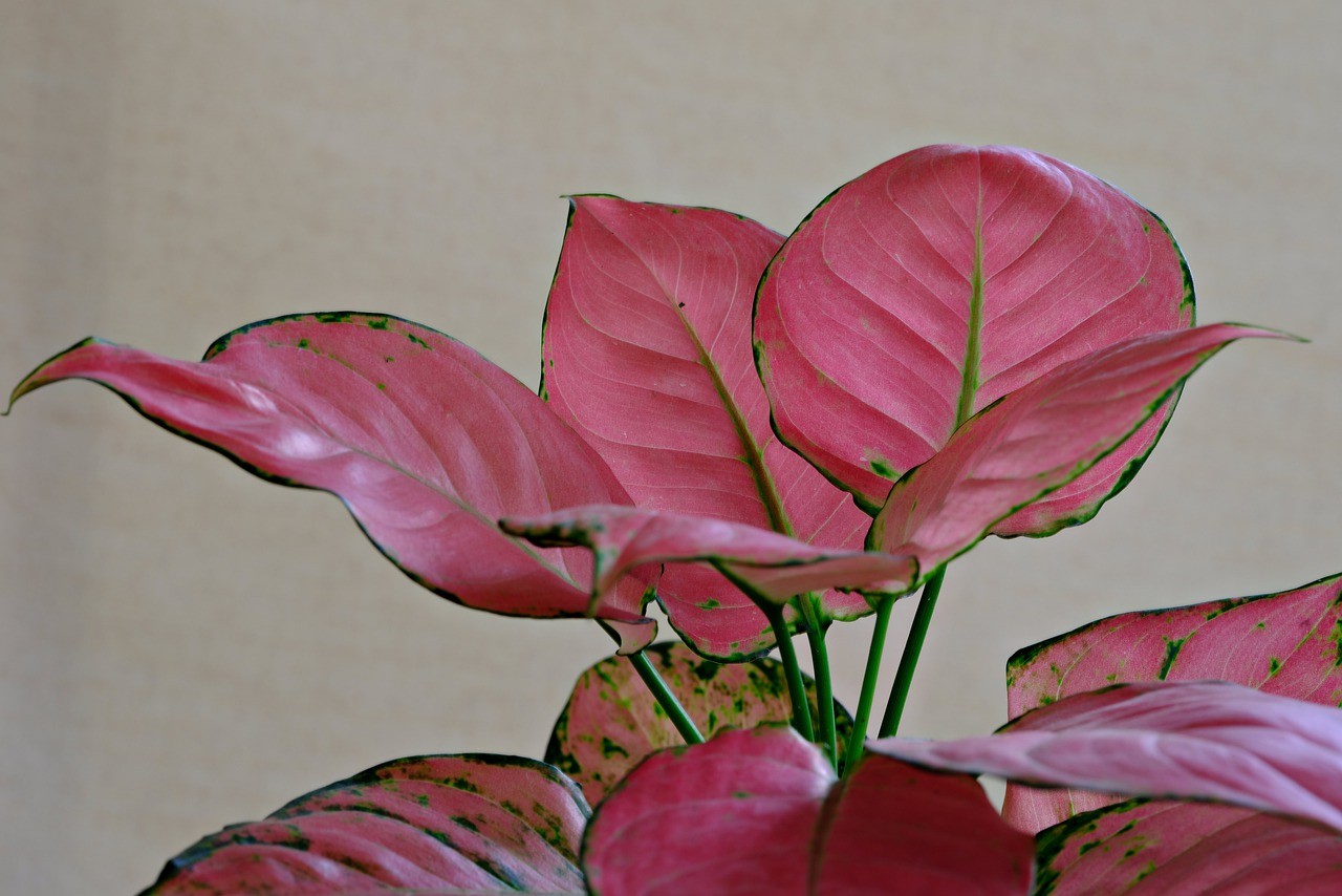 House Plants That Cleans Molds From Your Home's Air In South Florida-a-pink-aglonema