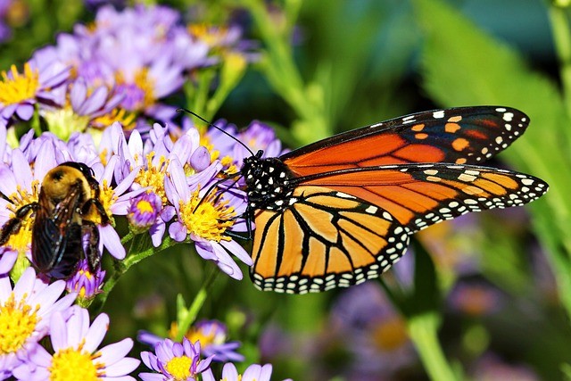 How To Protect Beneficial Insects In The Winter-a-butterfly-and--bee-collecting-nectar