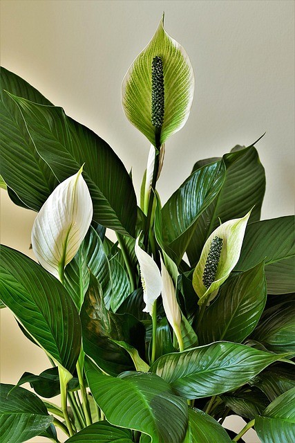 The Best Houseplants For South Florida-a peace-lily
