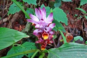 How To Care For Curcuma In Winter-a-curcuma-flowering-plant