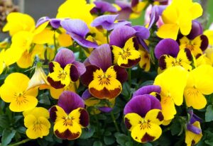 Cool Season Bedding Plants For South Florida Gardens-viola-flowers