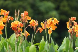 January Gardening In South Florida-canna lilies