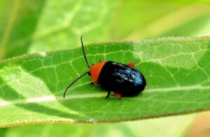 January Garden Pests In South Florida-a-flea-beetle
