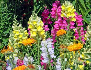 Cool Season Bedding Plants For South Florida Gardens-snapdragon-flowers