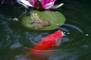 Cleaning Your South Florida Fish Pond-a-frog-and-fish-in-a-pond