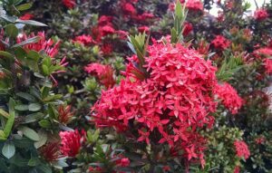 Flowers That Bloom Year Round In South Florida-ixora-flowers