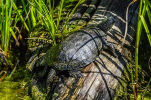 Cleaning Your South Florida Turtle Pond-a-turtle-resting