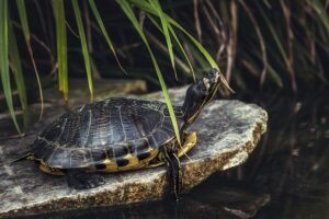 Backyard Turtle Ponds In South Florida-a-turtle